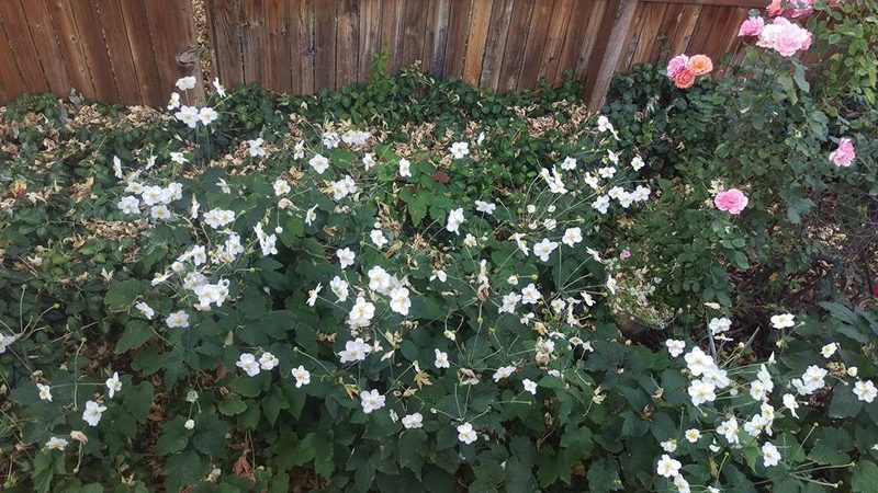 White anemones and pink roses in Robert Jenkins's garden