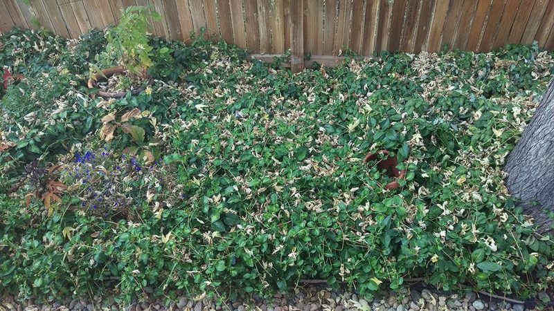 Ground cover plants growing by the fence in Robert Jenkins's garden