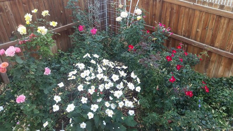 Rose bed with white anemones in Robert Jenkins's garden