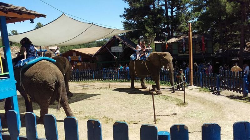 Visitors taking elephant rides at the Colorado Medieval Festival