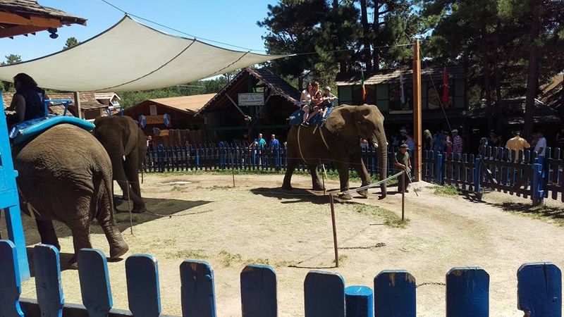 Another view of the elephant rides at the Colorado Medieval Festival